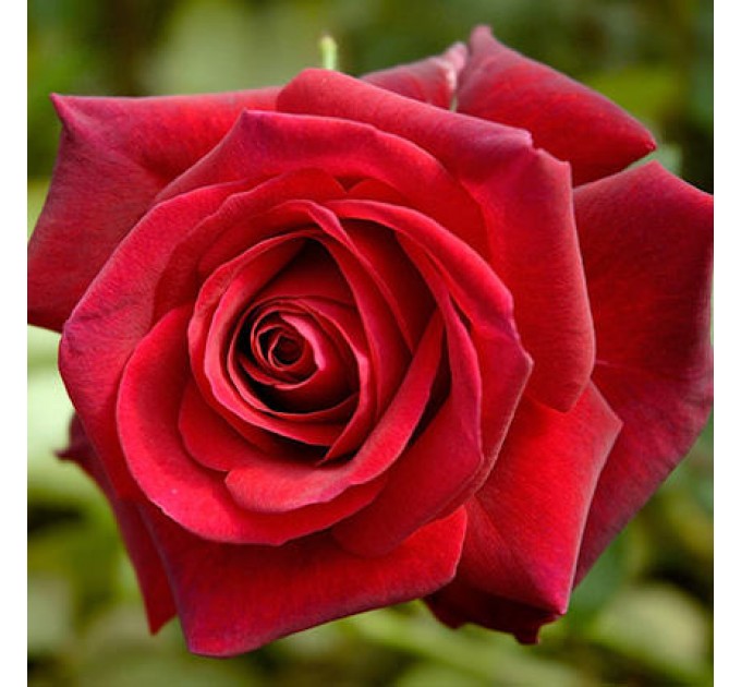 Композиція 301 червона троянда Гран При 60 см