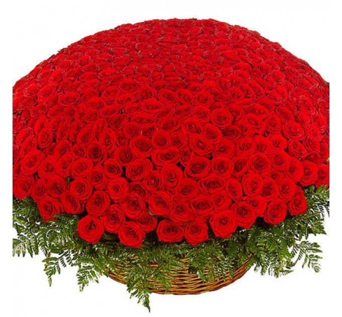 501 червона троянда ГранПрі 60 см