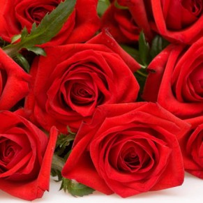 501 красная роза ГранПри 60 см