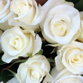11 білих троянд 50 см Білуга 11 білих троянд 50 см Білуга