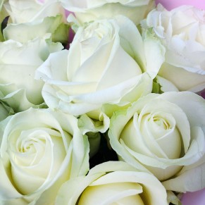 11 білих троянд 60 см Аваланч 11 білих троянд 60 см Аваланч