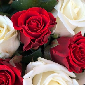 11 троянд мікс червоно-білі 50 см 11 троянд мікс червоно-білі 50 см