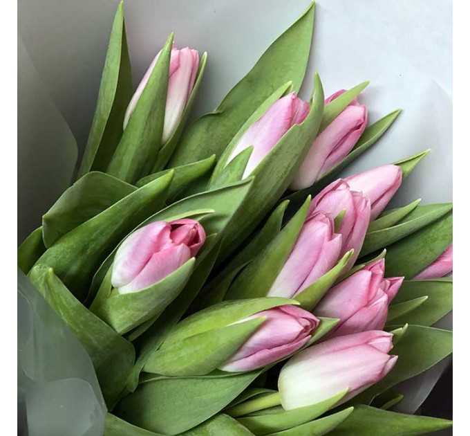 11 розовых тюльпанов