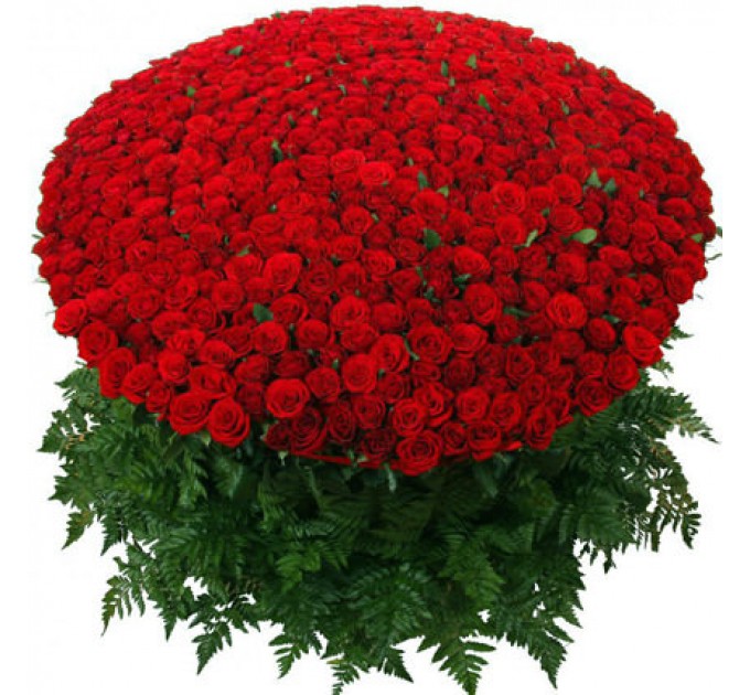 1001 роза Гран При 70 см