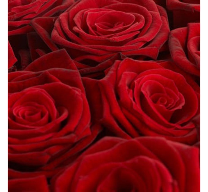 1001 роза Гран При 70 см