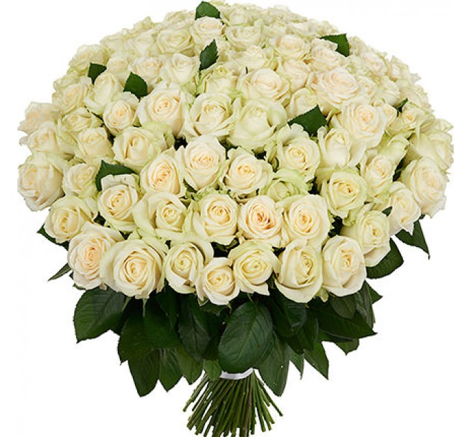 101 белая роза Пич Аваланч 60 см
