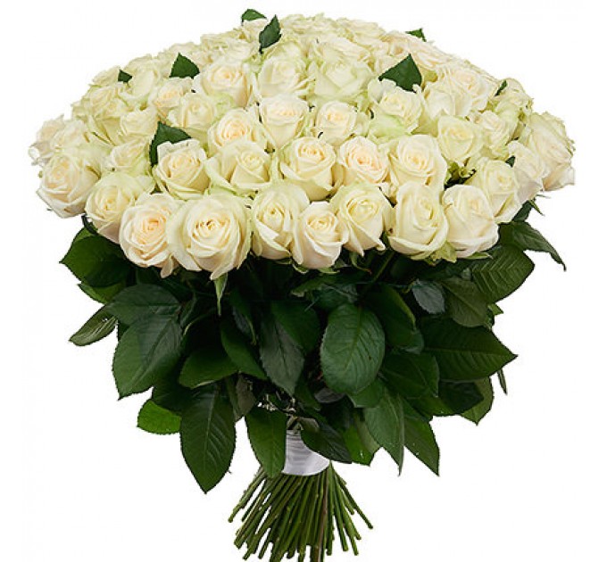 101 белая роза Пич Аваланч 60 см
