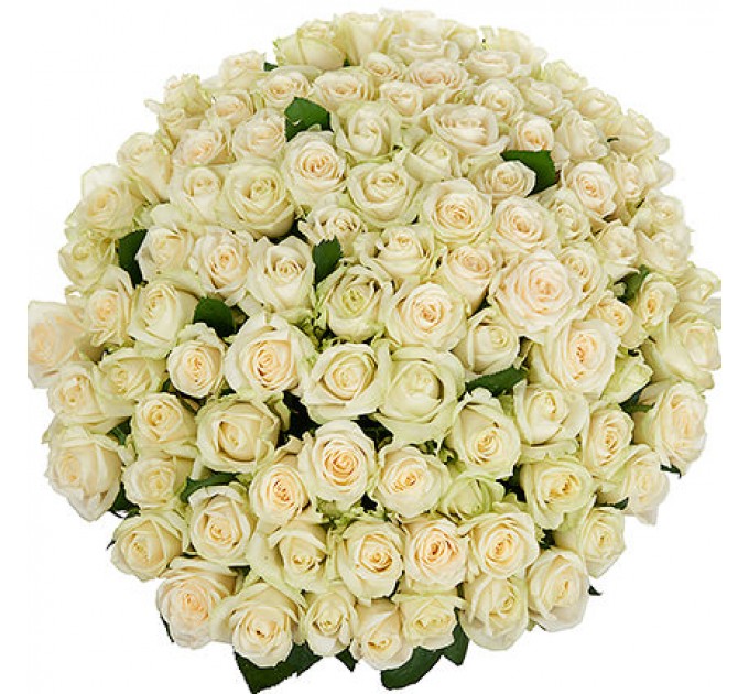 101 белая роза Пич Аваланч 60 см