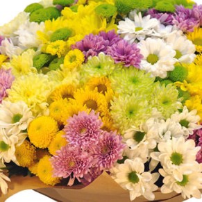 101 різнокольорова хризантема 101 різнокольорова хризантема