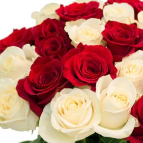 25 красных и белых роз Эквадор 90 - 100 см