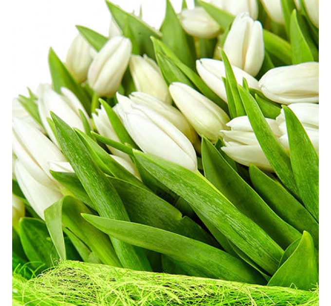 101 білий тюльпан