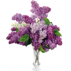 Букет сирени