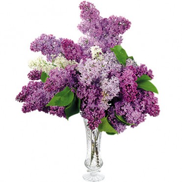 Букет сирени