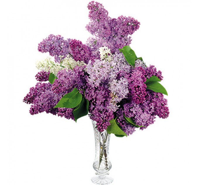 Букет сирени