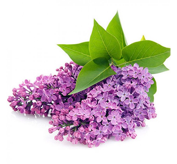 Букет сирени