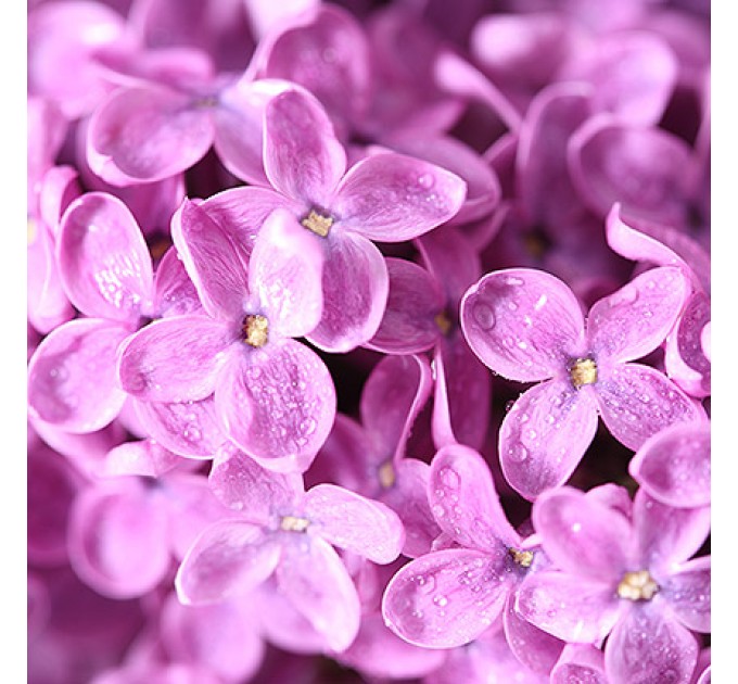 Букет сирени