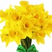 Букет нарциссов