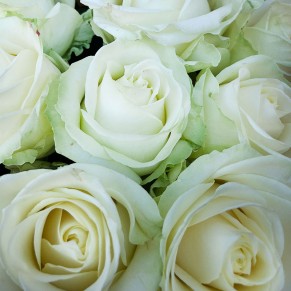 15 білих троянд 60 см Аваланч 15 білих троянд 60 см Аваланч