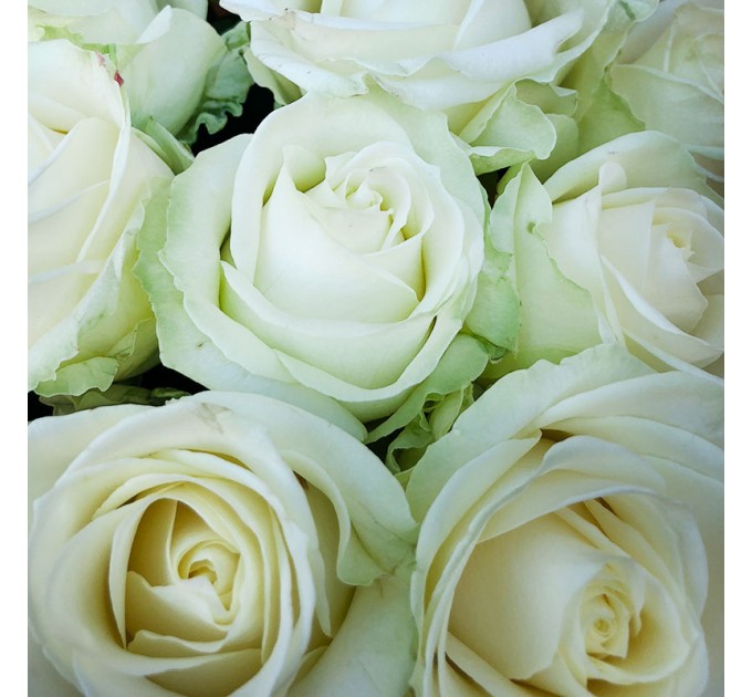15 белых роз 60 см Аваланч