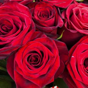 15 червоних троянд 60 см Престиж 15 червоних троянд 60 см Престиж