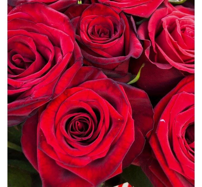 15 червоних троянд 60 см Престиж