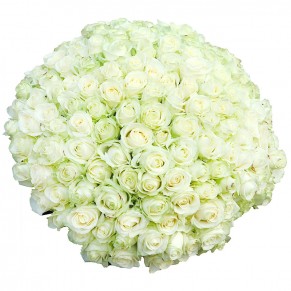 151 белая роза 60 см Аваланч