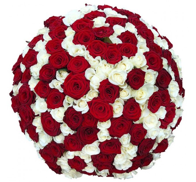 151 троянда мікс червоно-біла 60 см