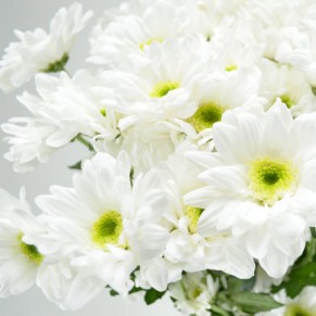 51 біла хризантема 51 біла хризантема