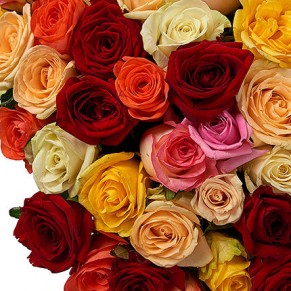 151 разноцветная роза Микс 60 см
