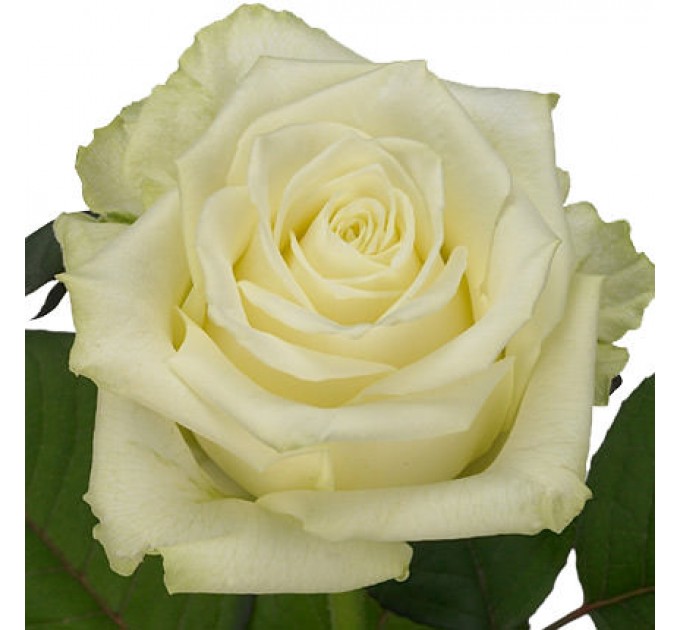 Цветы в коробке "Моей милашке"