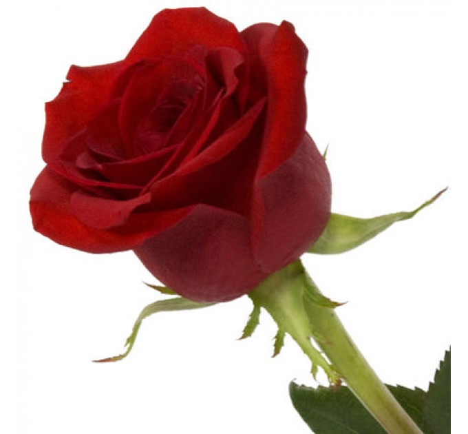 Букет в кашпо "21 алая роза"