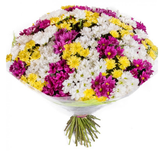 51 різнокольорова хризантема