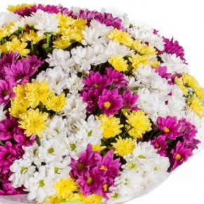 51 різнокольорова хризантема 51 різнокольорова хризантема