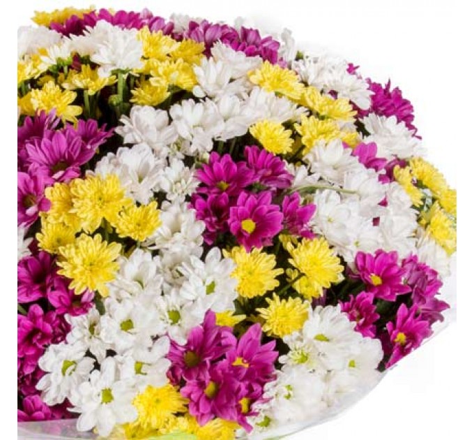 51 різнокольорова хризантема