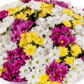 51 різнокольорова хризантема 51 різнокольорова хризантема
