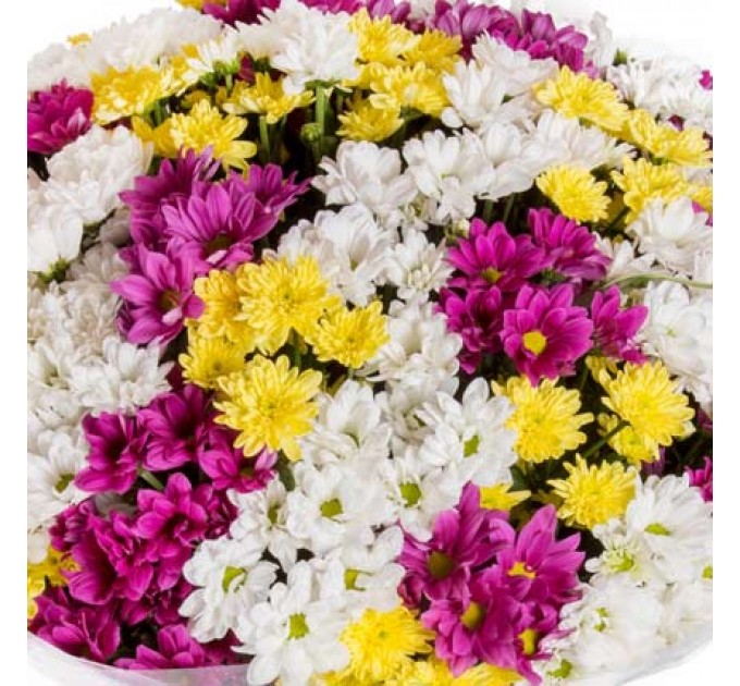 51 різнокольорова хризантема