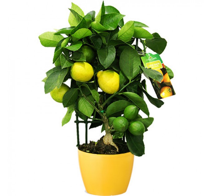 Кімнатна рослина "Цитрус-Лимон" (Lemon Trellis)