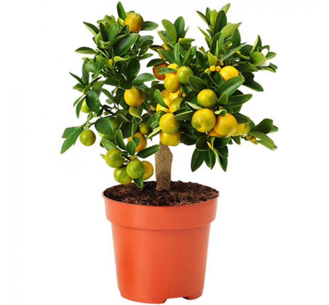 Кімнатна рослина "Цитрус-Каламондін"
