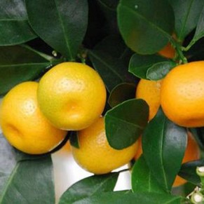 Комнатное растение "Цитрус-Каламондин"