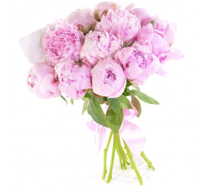 17 розовых пионов