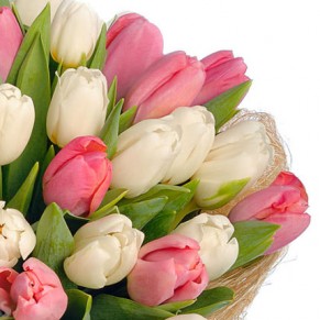 51 белый и розовый тюльпан
