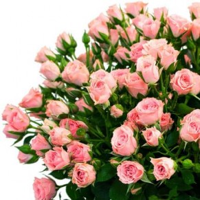 51 кустовая роза Микс 60 см