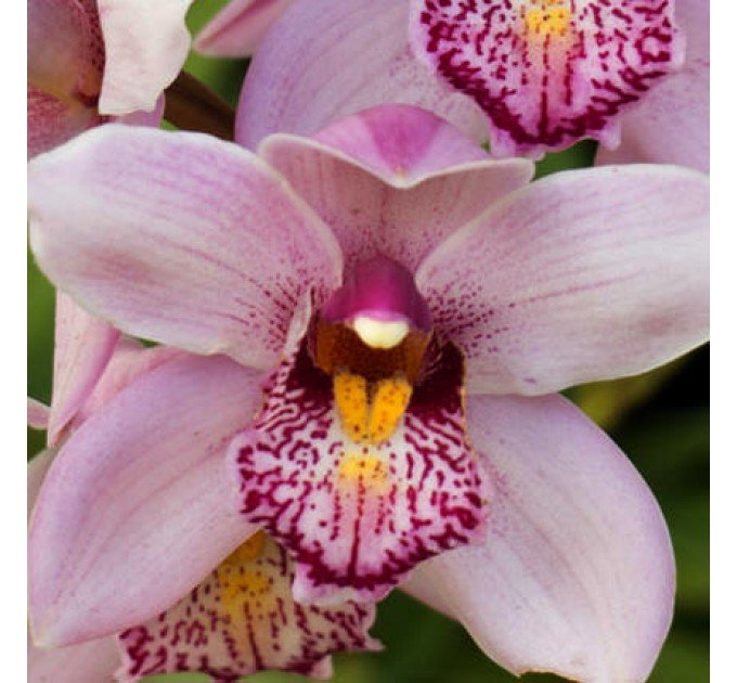 Цветы в коробке "Незабудка"