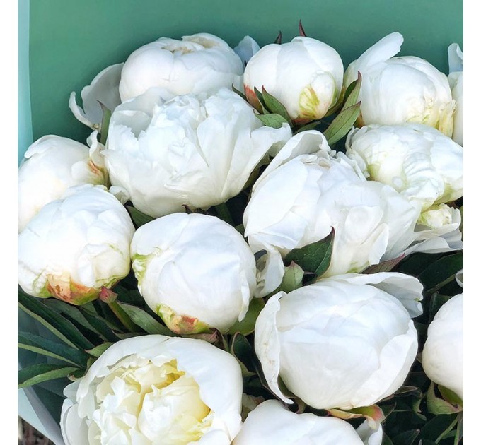 19 белых пионов