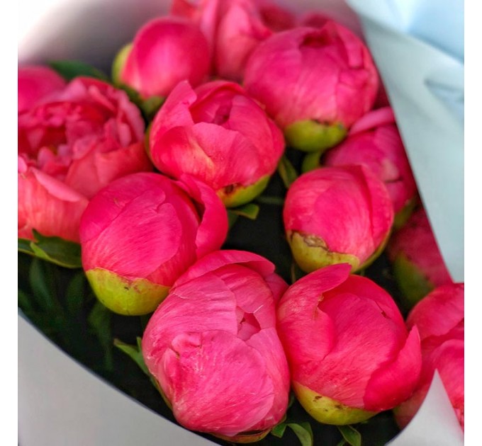 19 коралловых пионов