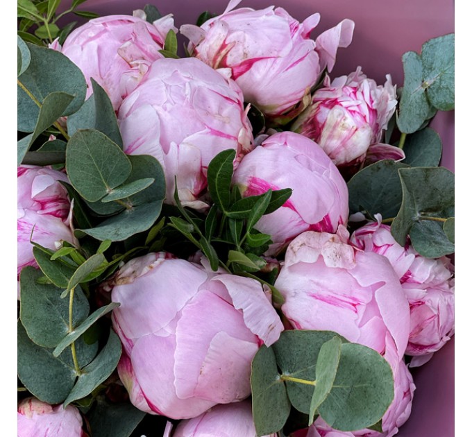 19 розовых пионов