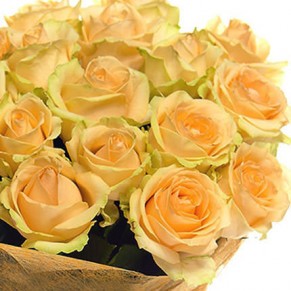 21 кремовая роза Пич Аваланч 60 см