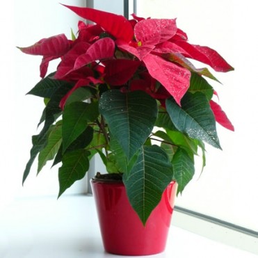 Кімнатна рослина "Пуансетія"