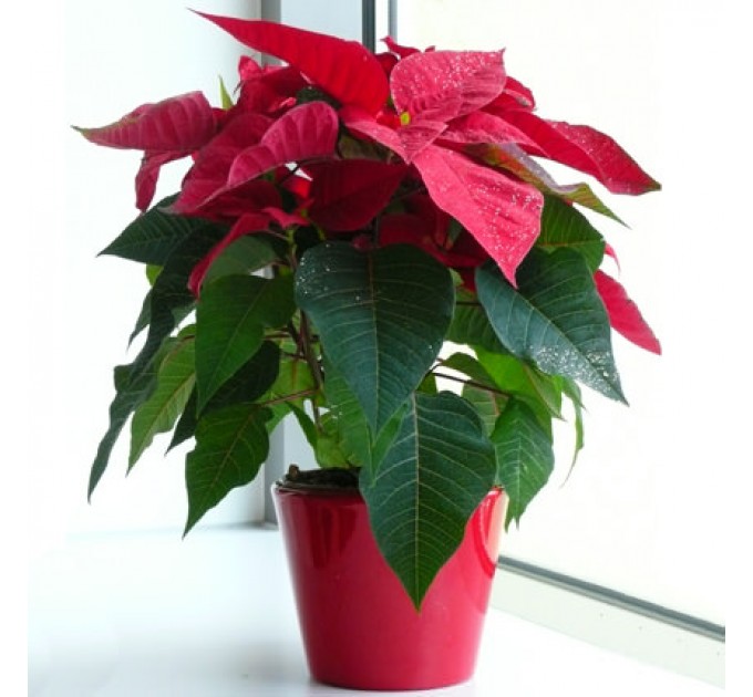 Кімнатна рослина "Пуансетія"