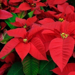 Кімнатна рослина "Пуансетія" Кімнатна рослина "Пуансетія"